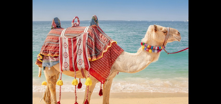 Camel Safari: